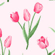 Pink Tulip